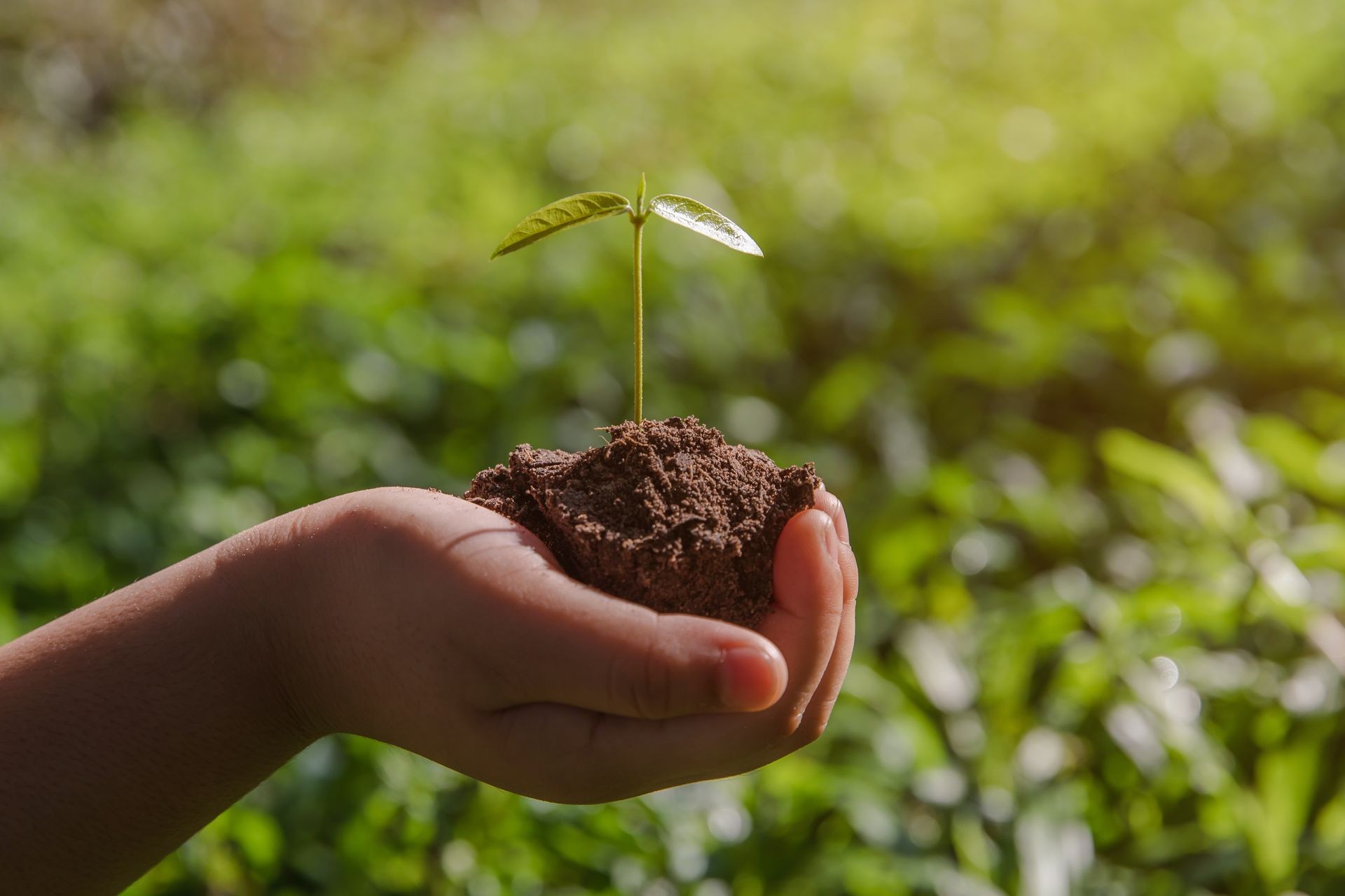 environment Earth Day In the hands of trees growing seedlings. Bokeh green Background kid hand holding tree on nature field grass Forest conservation concept